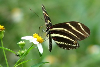 Landscaping For Zebra Longwing Butterfly , 5 Zebra Longwing Butterfly Facts In Butterfly Category