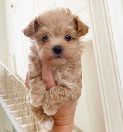 Maltipoo (Poodle Mix With Maltese) Ultimate Breed Guide