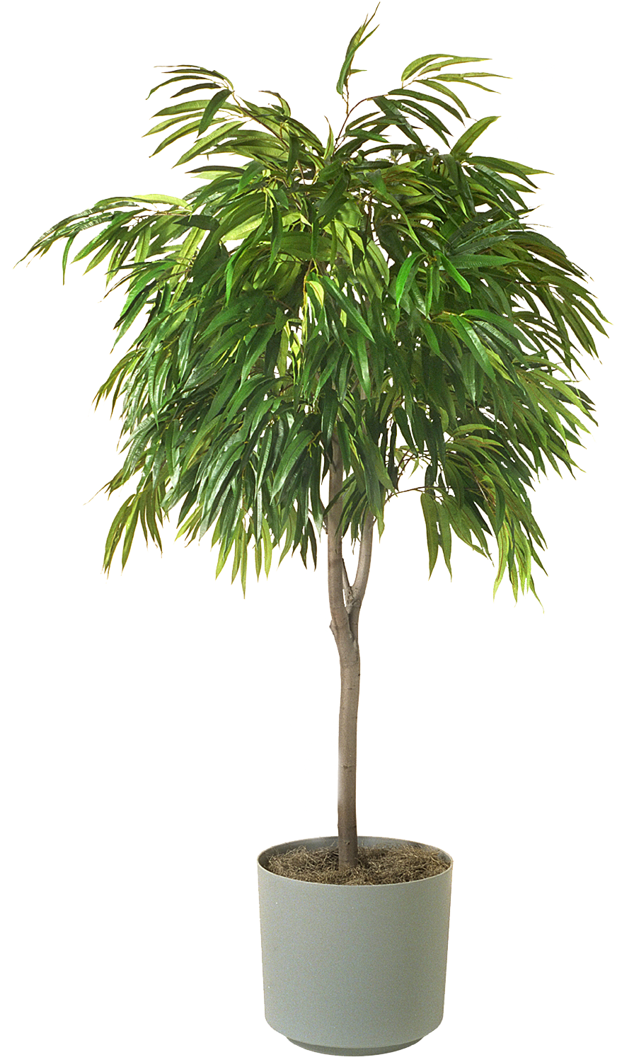 House Plants Png