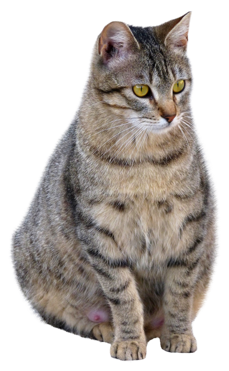 Cat Png Png Image Purepng Free Transparent Cc0 Png Image Library ...