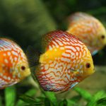 Fish Keep Dying But Water Is Fine – Why?