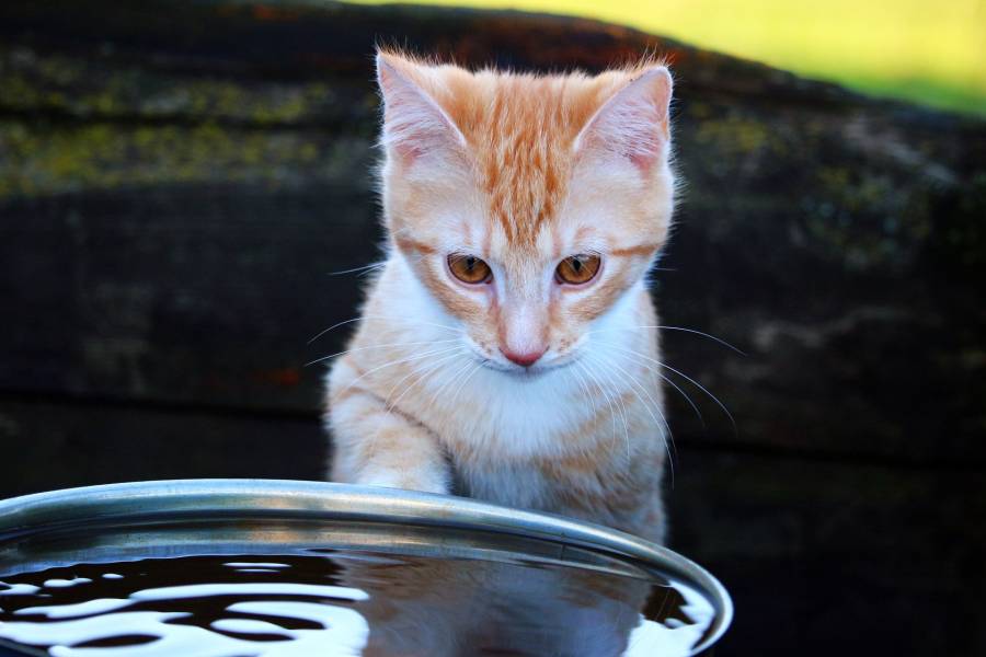 Cat keeps knocking over water bowl