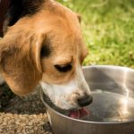 Dog Isn’t Eating, But Drinking Water And Vomiting