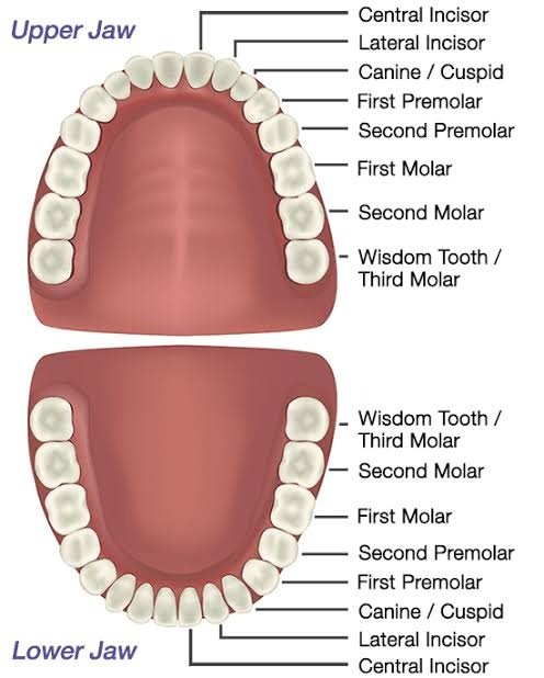 How many kinds of teeth are in a human body? - Quora