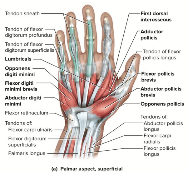 Muscles Of The Hand And Wrist