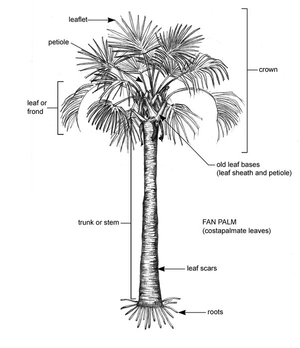 Palm Tree Roots – How Deep Do They Grow? [Facts] –, 44% OFF