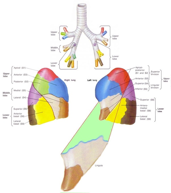 Lingula Anatomy - Anatomy Book