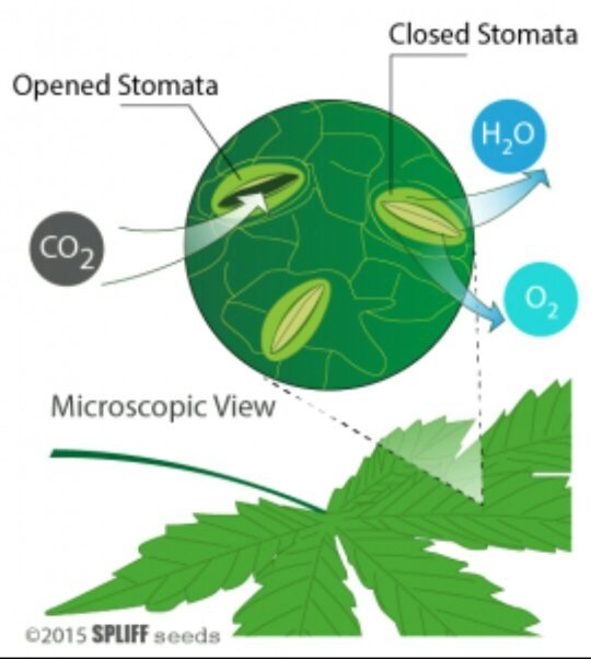 What is a stoma in a plant? - Quora