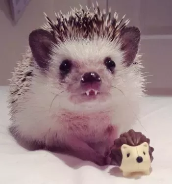 Are Hedgehogs The Cutest Animals Ever Quora