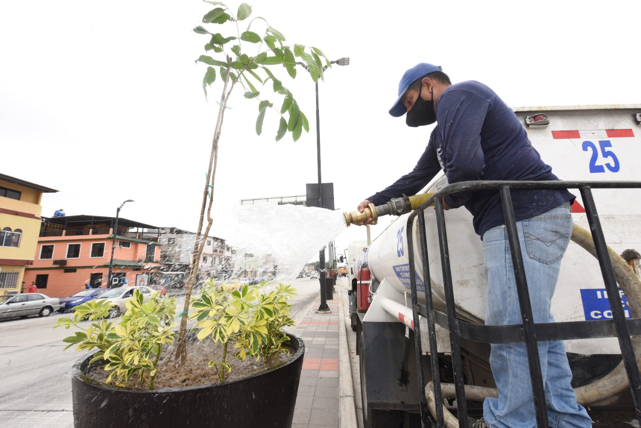 Municipio de Guayaquil colocó 24 macetas gigantes con árboles de caoba, en  la avenida José María Egas - Qué Noticias