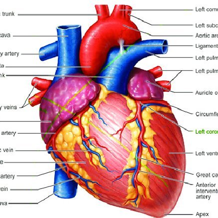 Muscles + Cardio | Quizizz