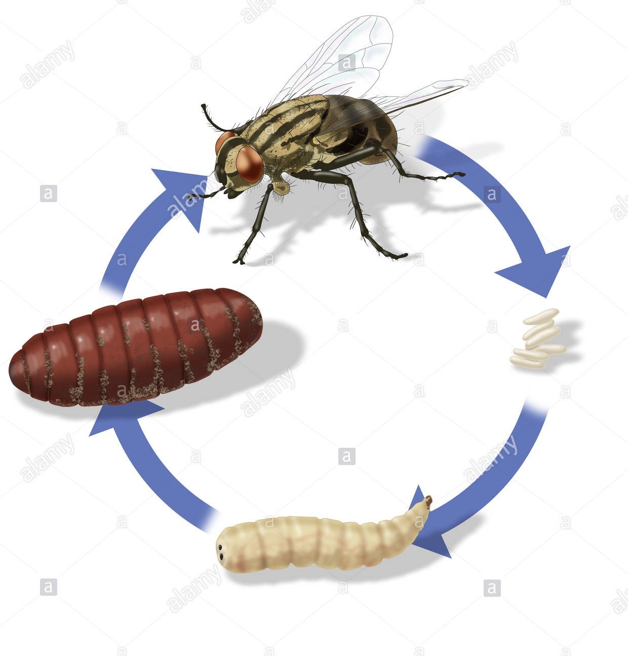 Life cycle of a housefly | Quizizz