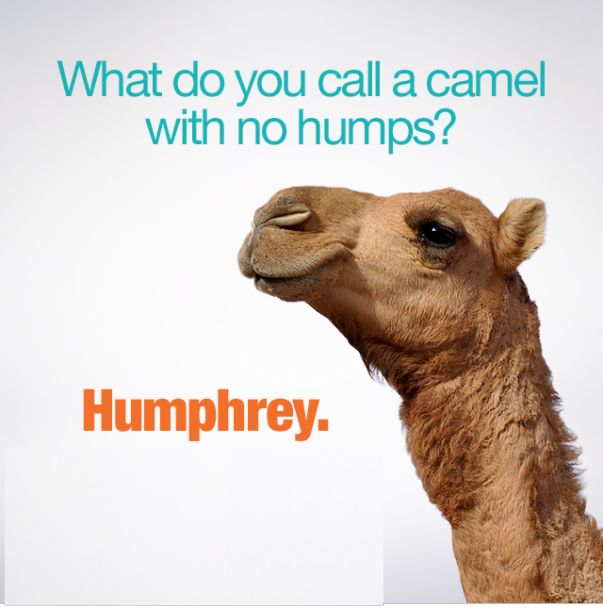 What Do You Call A Camel With No Humps Humphrey