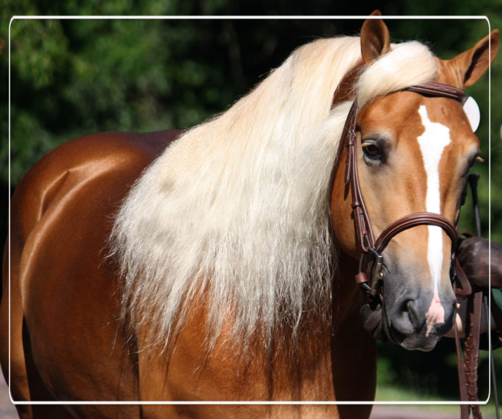 Haflinger paard