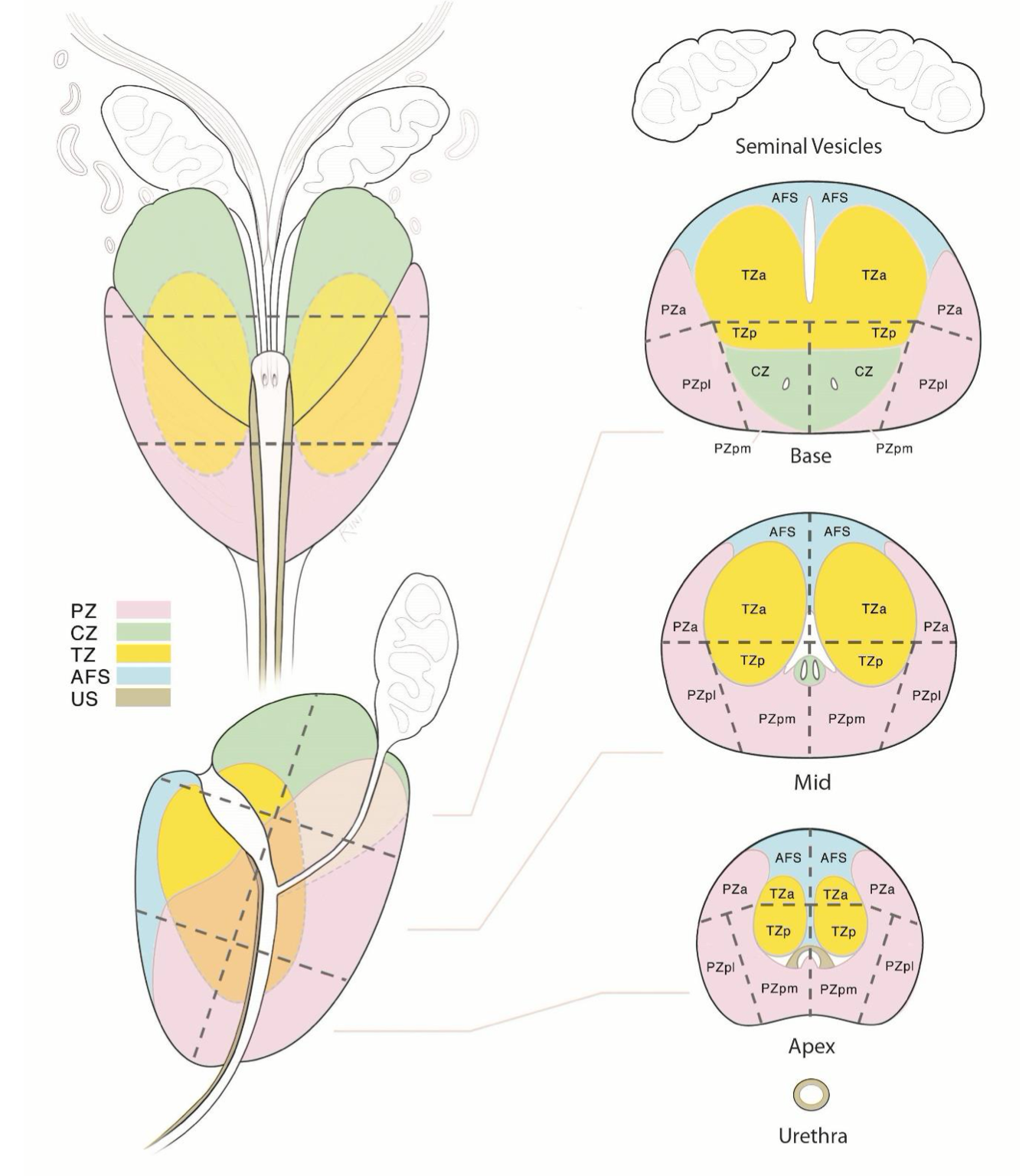 Prostate Zonal Anatomy Anatomical Charts Posters - vrogue.co