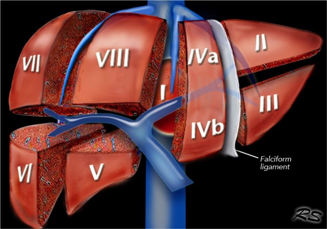 Liver Anatomy Segments