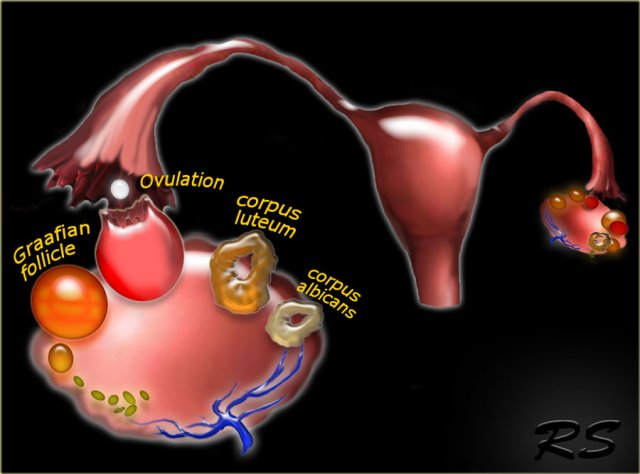 Follicles In Ovaries