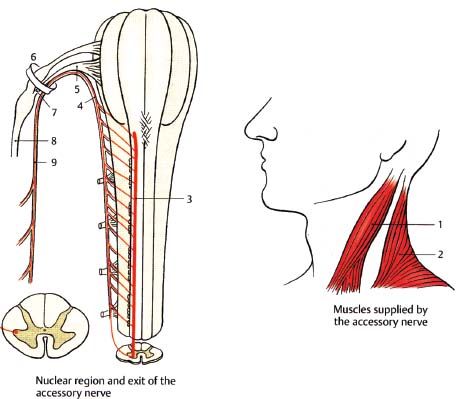 Accessory Nerve | Radiology Key