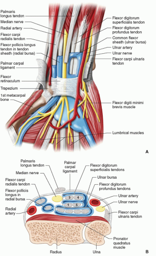 Hand And Wrist Flexor Tendons