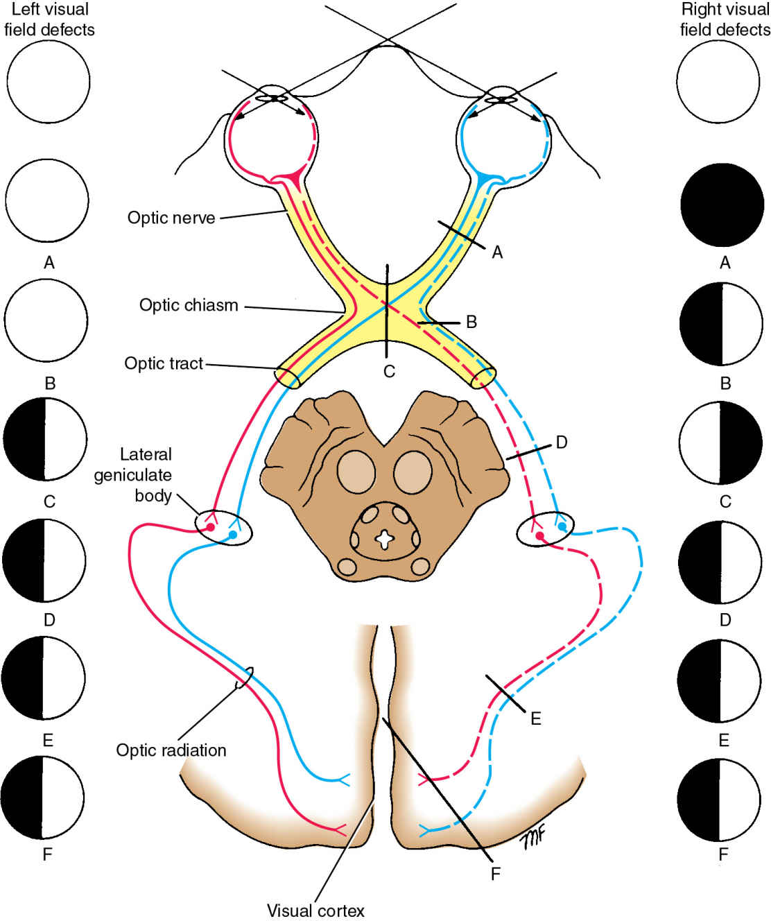 Visual Nerve Pathway