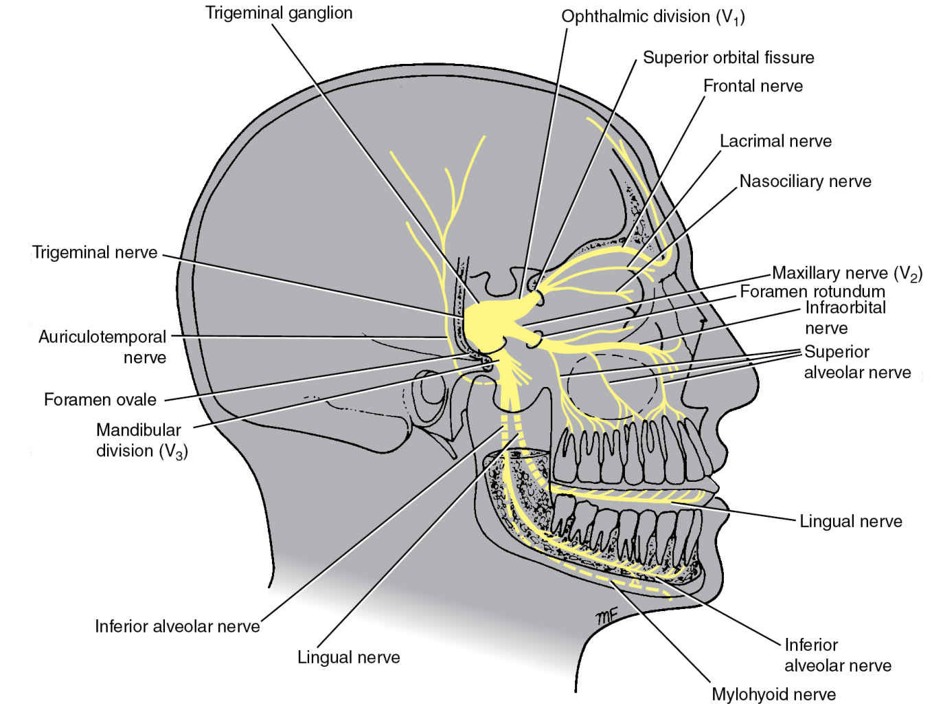 6th Cranial Nerve Anatomy