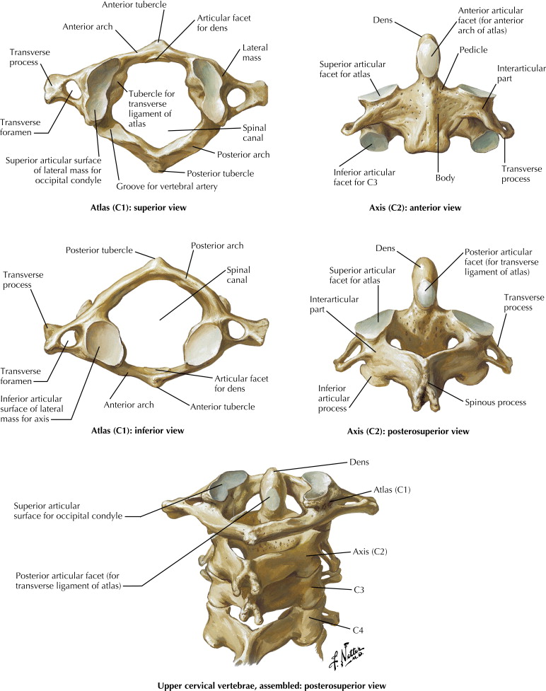 Cervical Vertebrae Labeled Axis