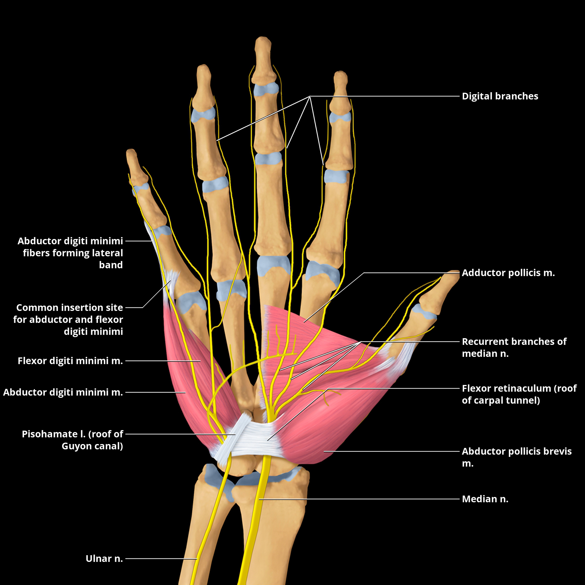 Ulnar Nerve Hand Muscles