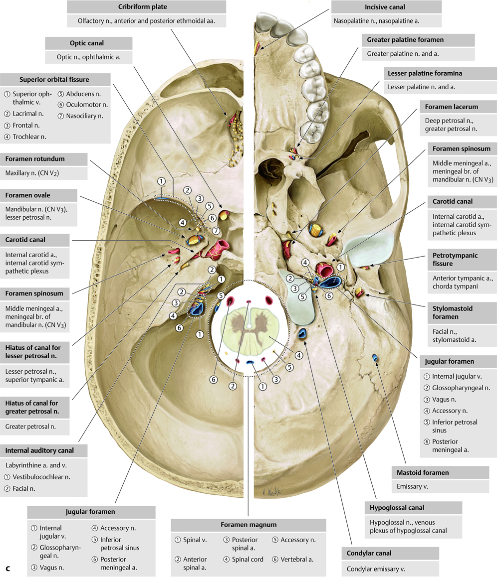 Foramen Of The Skull Cranial Nerves 3d Anatomy Tutori - vrogue.co