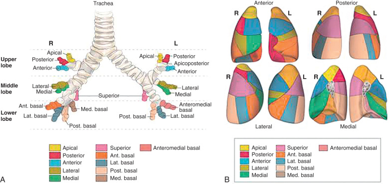 Lung Lobes Diagram