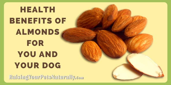 The Health Benefits of Almonds for You and Your Dog | Almonds For Dogs