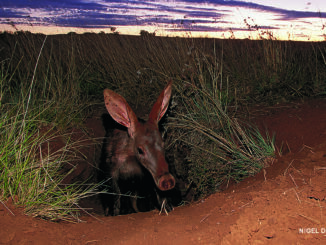 aardvark