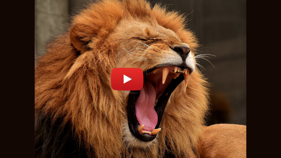 Video of the Month: Listen to a Lion Roar!