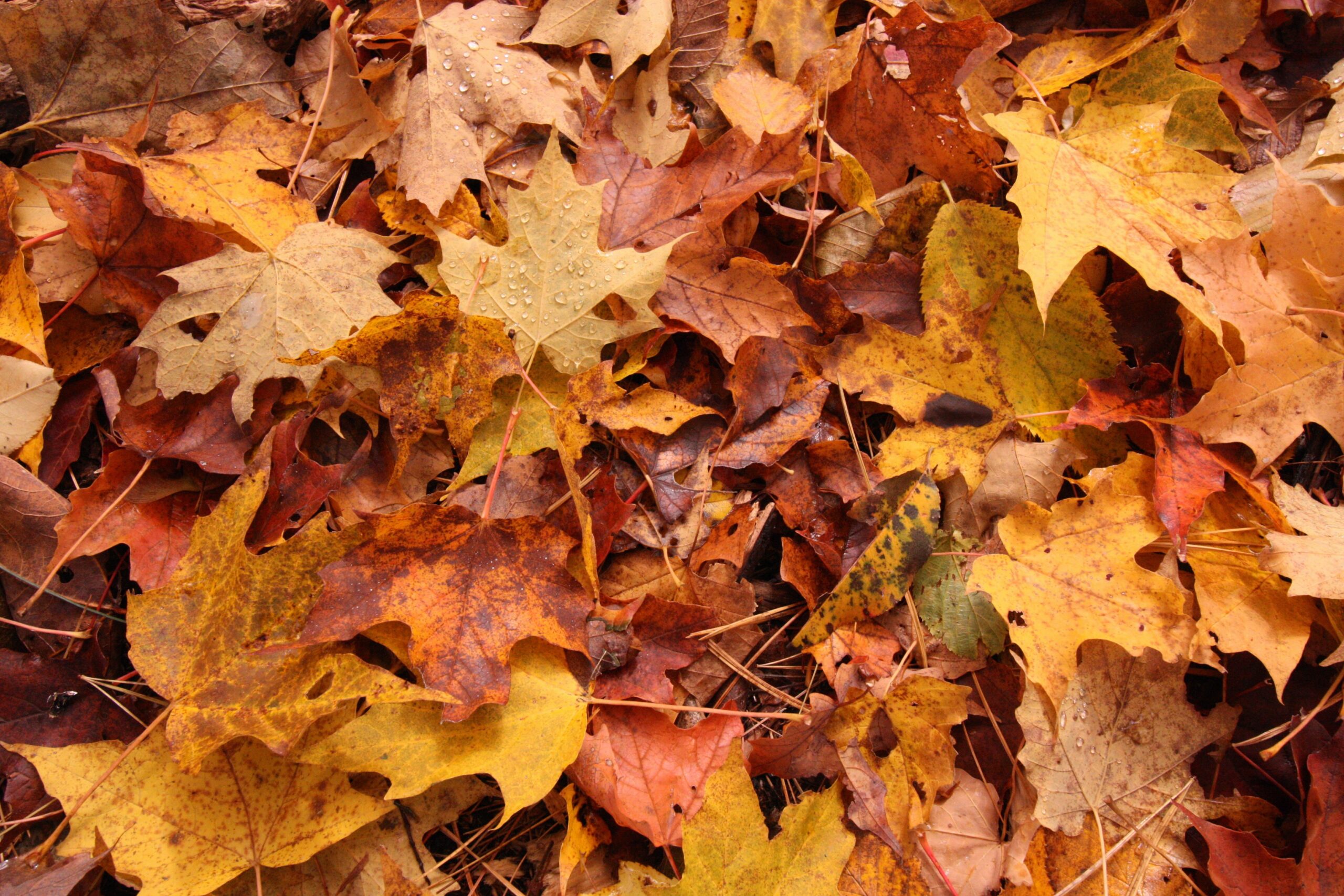 Best Leaf Mulchers