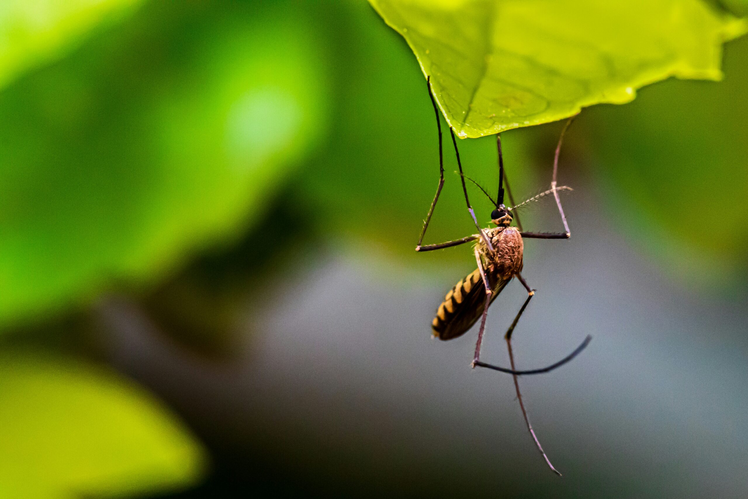 Best Mosquito Control