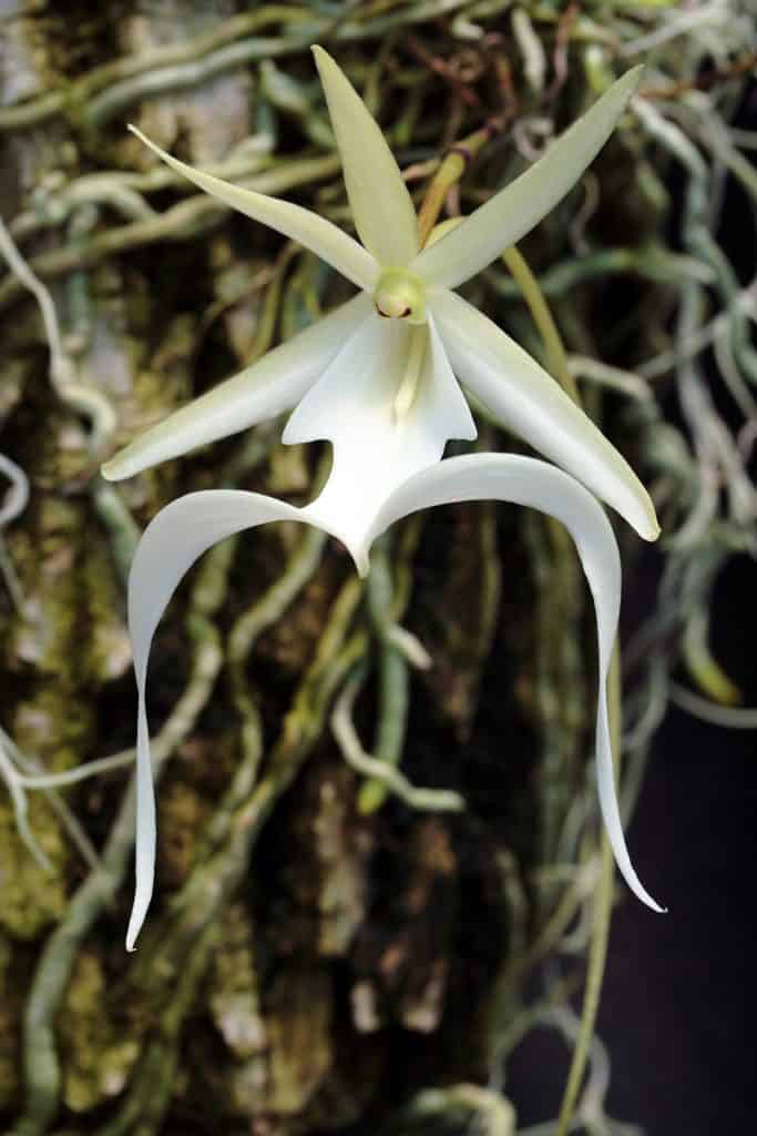 Ghost Orchid