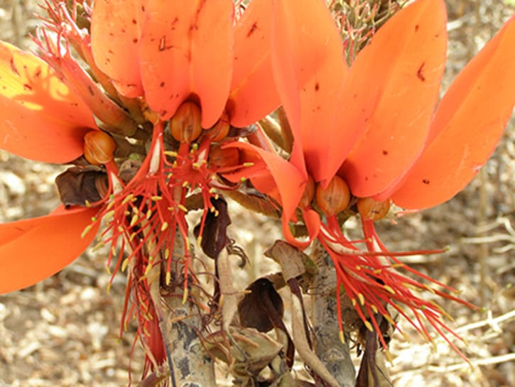 Tanzania Coral Tree