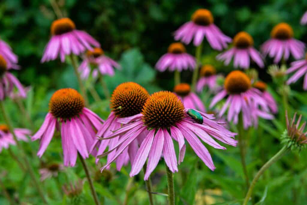 Echinacea