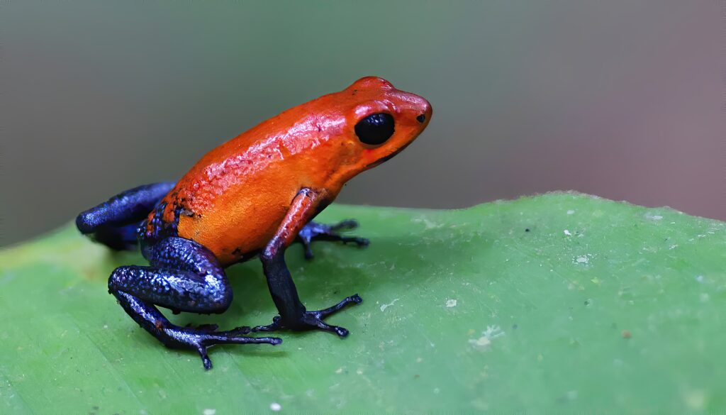 Strawberry Poison Dart Frog