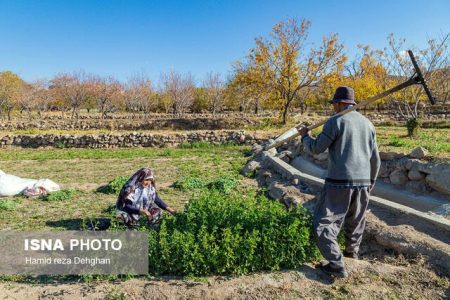 ۴۰۰ نفر سرشماری عمومی کشاورزی در کرمانشاه را برعهده دارند