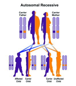 Autosomal-recessive-diseases