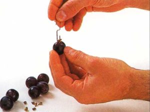 How-to-Deseed-Grapes-To-deseed-with-a-paper-clip-To-deseed-with-a-knife