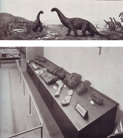 Fig. 11. (below) Dinosaur display in the Queensland Museum, 1929 and (top) painting by Douglas S Annand
    Plate 29 from Heber A Longman, 'Palæontological Notes: Rhoetosaurus brownei', Memoirs of the Queensland Museum, 1929, facing p. 250
  