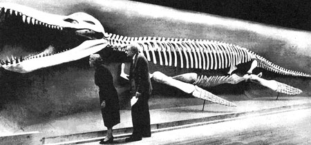 Fig. 14. Kronosaurus queenslandicus display at the Museum of Comparative Zoology, Harvard University, being examined by Alfred S Romer and a research assistant