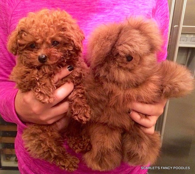 Red Teacup Poodle Puppies for Sale