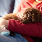 Child Holding Poodle Puppy