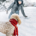 Dogs in the Snow