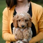 Tan Poodle Puppy