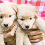 Breeder Holding Two Puppies