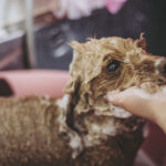 A poodle puppy getting a bath