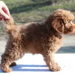 One of our signature mini poodles